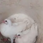 زغاليل فرنسي تربية خاصة