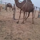 عشراء ولقحة
