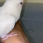 روز البينو هدد عيون جمر حمر ذكر