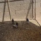 حمام باكستاني