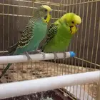 طيور حب للبيع