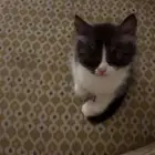 قطط تبني