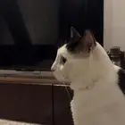 قط هجين لتبني