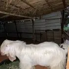 تيس للبيع