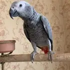 كاسكوفرخ اليف
