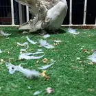 لعشاق التميز زوج فانتيل كاكي بار من أجمل ألوان الكاكي