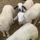 طليان العمر 6 اشهر الحد 1350