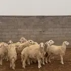 رخال للبيع ومعها 2 خرفان