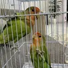 طائر روز اليف وجميل التغريد