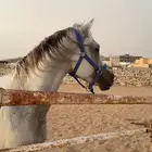 تاجير خيل