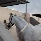 فرس شعبيه شيخه