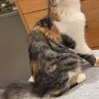 قطه للتبني الموقع صبياء