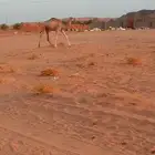 قعود مفرود للبيع العلا العذيب
