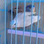باروليت او بارتوليت او باروتليت او مني روز