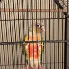 كنيور للبيع 550