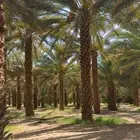 مزرعة سالم - العلا
