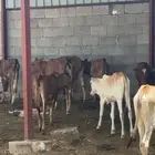 عجول تربيه للبيع