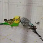 زوج بادجي انجليزي منتج للبيع