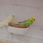زوج بادجي ريمبو منتج للبيع