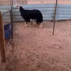 شاه نجديه متبع