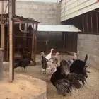 دجاج رومي