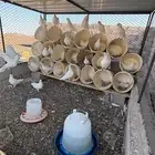 حمام فرنسي لاحم