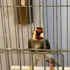 طيور كنيوروحسون وكناريات