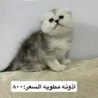 قطط سكوتش بريتش