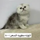 قطط سكوتش فولد وستريت
