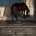 حصان. ماشاءالله