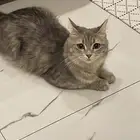 قطة هاربه حي الفاخرية عنيزة