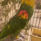 ذكر دبل يلوهيد ماقنا