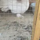 حمام للبيع في الرياض