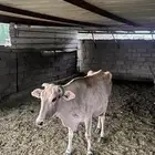 بقره خلفه للبيع