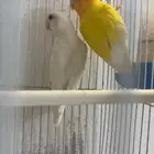 اجواز روز منتجات