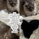 قطتين للبيع مطعمين نظيفين