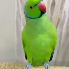 ذكر دره اليف