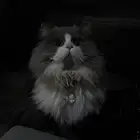 ذكر للتزاوج