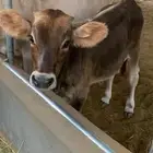 حسيل لباني 4 شهور شقراء