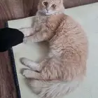 قط للتبني مع أغراضه