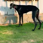 ذيخ باذان الله سبوق