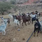 معزا حص بلدية مراح واحد عدد32