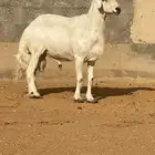 خروف فحل من غنم شهران مشروط
