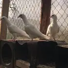 حمام فرنسي