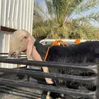 مشروع فحل نجدي