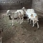 ضان