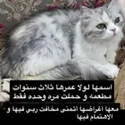 قطه