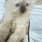 قط امه شرازيه وابوه سكواتش
