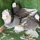 حمام زينه انواع طيبه ومستويات