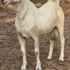 تيس جذع فحل اصهف صنف